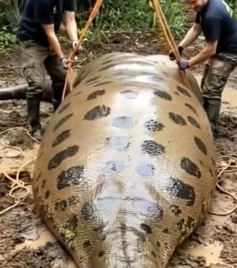 498714869_9843164145763091_1113027929257253258_n (1)