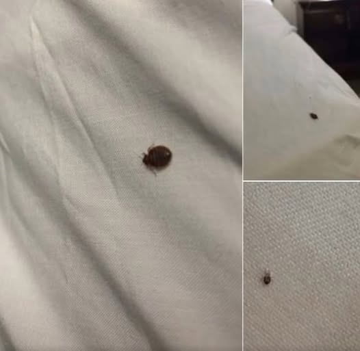 What is it? How do we get rid of them?