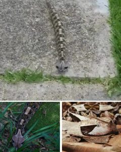 506751322_1158125502998255_743342056505534550_n (1)