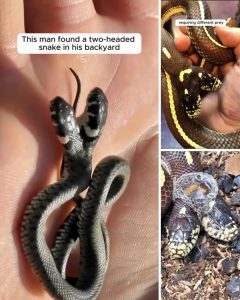 507114766_1444553273561694_8462838671030940225_n