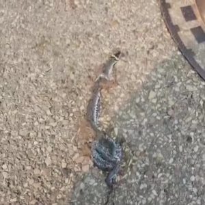 507741254_1084703436908480_4064916486685850986_n