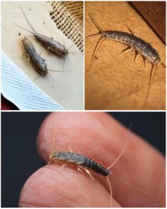 508643223_1061623498671315_815893650010562588_n