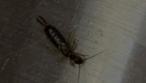 Screenshot 2025-06-30 224659