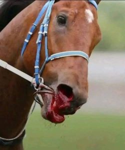 515317435_1050281427289936_6929095288576690241_n