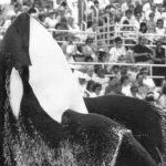 u6tFNTgHHjePz9zasbqK3GQZkBQDJEFIsjSyiYRJ