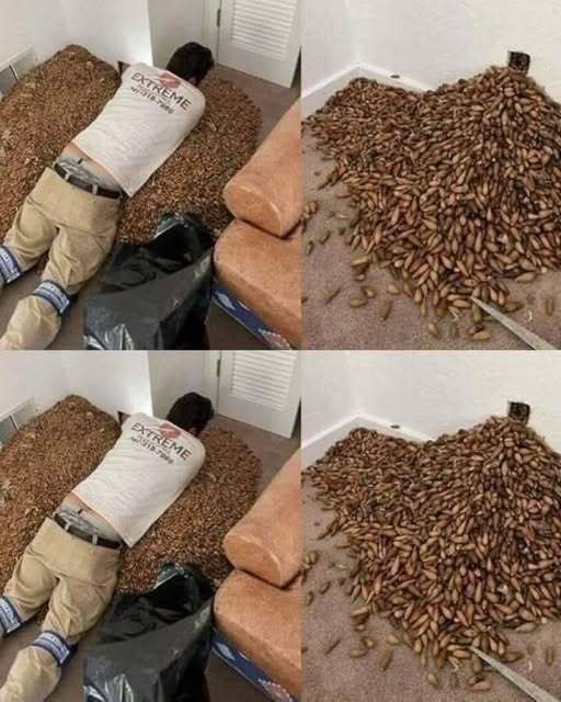 A man smells a strong smell in his house, when he finds out that he opens the wall, he finds…