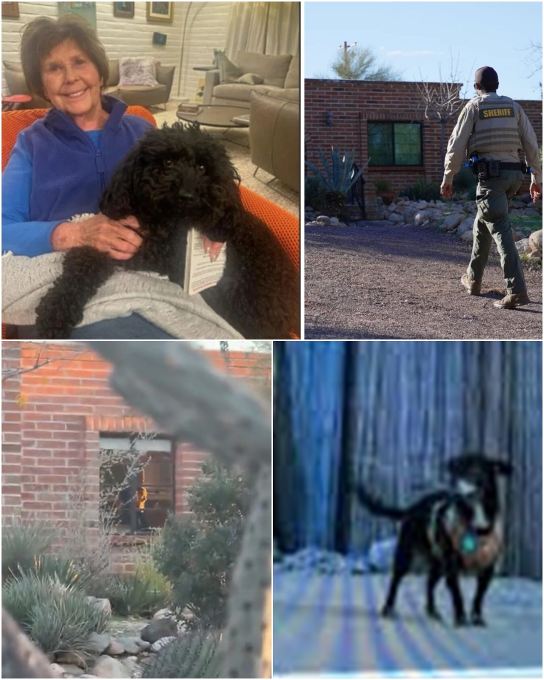 INSTINCT AND TRAGEDY: Nancy’s loyal dog breaks free, runs 5 kilometers toward the Rillito River — officers are left stunned when they find it frantically digging at a freshly covered patch of earth