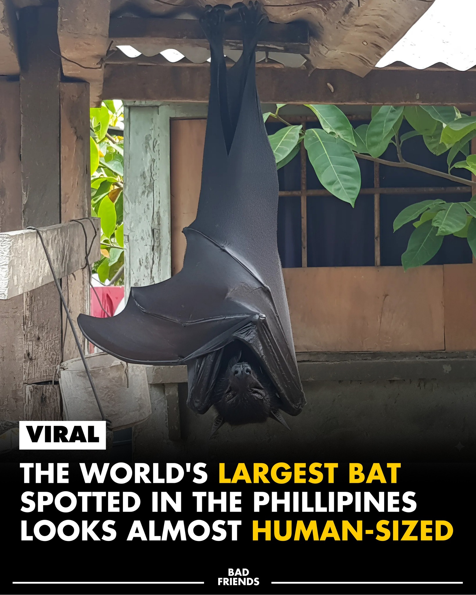A massive bat spotted in the Philippines has taken social media by storm — and people can’t believe their eyes. At first glance, it looks almost human-sized, hanging silently in broad daylight.
