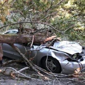 Popular comedian died in sad accident when massive tree limb fell on top of him… Details in comments