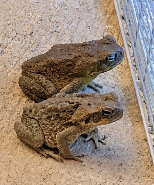 Why a Toad Might Appear in Your Home and What It Could Mean