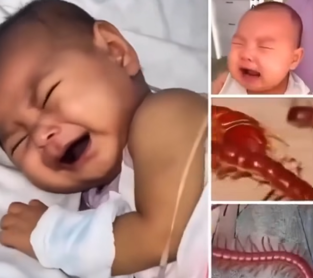 Why You Might Want to Rethink Killing That House Centipede