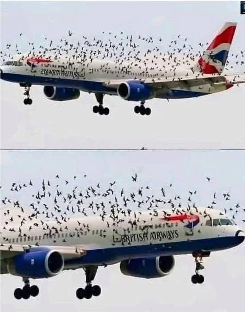 The Mind Blowing Reason This Terrified Pilot Burst Into Tears After An Emergency Landing Saved His Passengers From A Swarm Of Thousands Of Angry Birds 