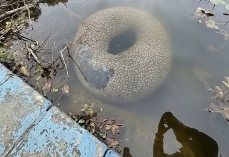 Terrifying Underwater Monster Discovered Floating In Peaceful Village Lake Leaves Locals Completely Frozen In Fear
