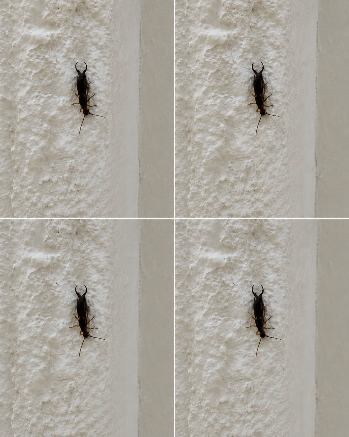 If you have found this insect in your home, it’s a sign that you need to…