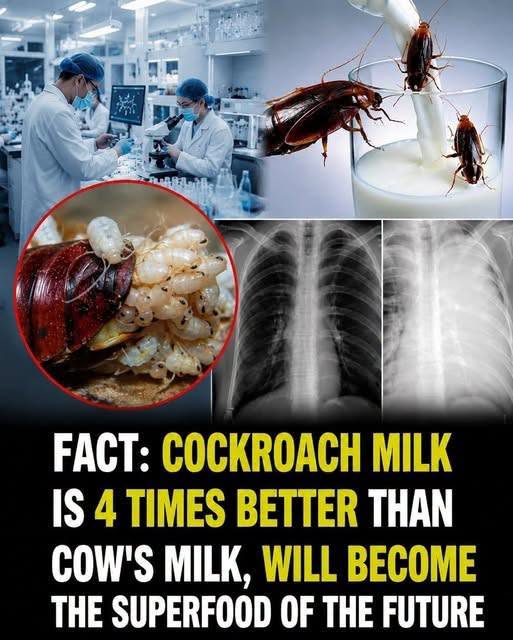 Cockroach Milk: Could It Become the Superfood of the Future?